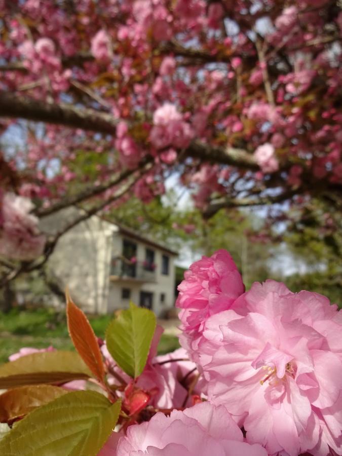 Chez Flo Et Marc Apartment Chouzy-sur-Cisse ภายนอก รูปภาพ